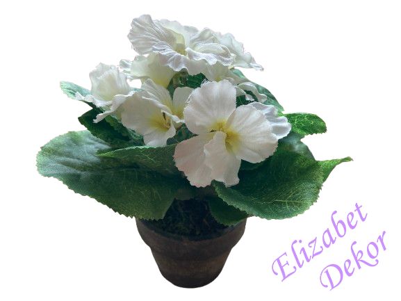 Fialka bílá v květináči