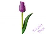 Francouzský tulipán - tmavě fialový