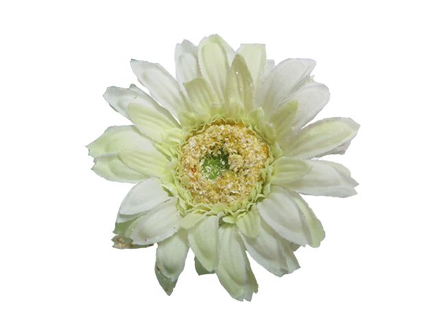 Gerbera bílá květ