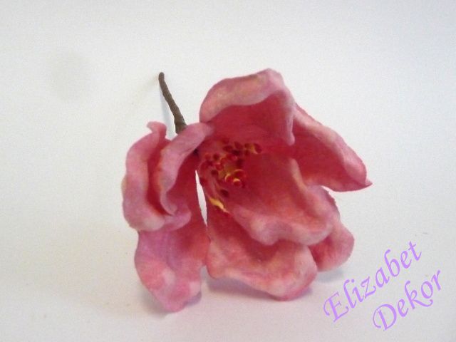 Magnolie růžová