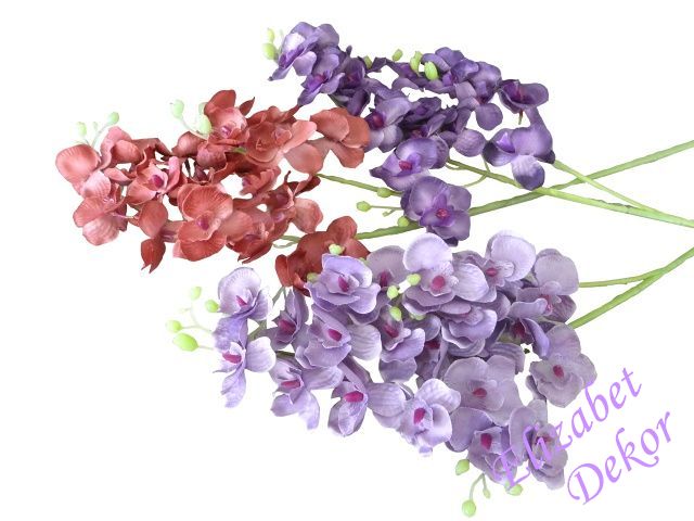 Orchidej Delphinium