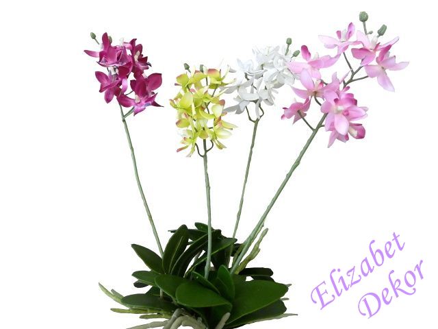 Orchidej mini s kořínky