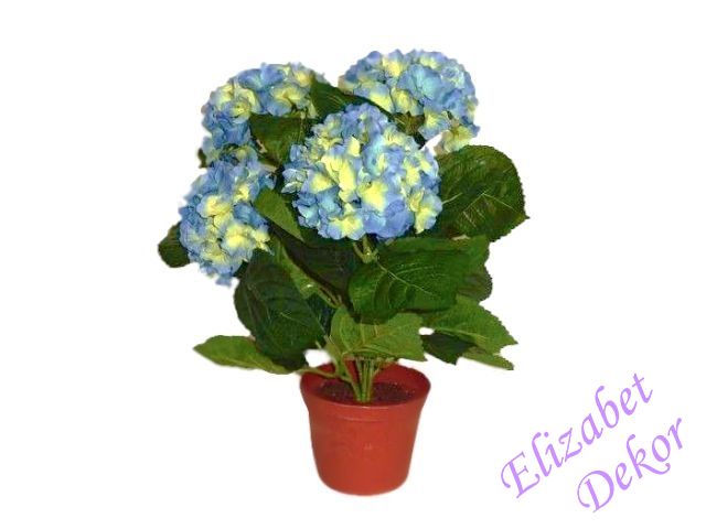 Hortenzie v květináči modrá