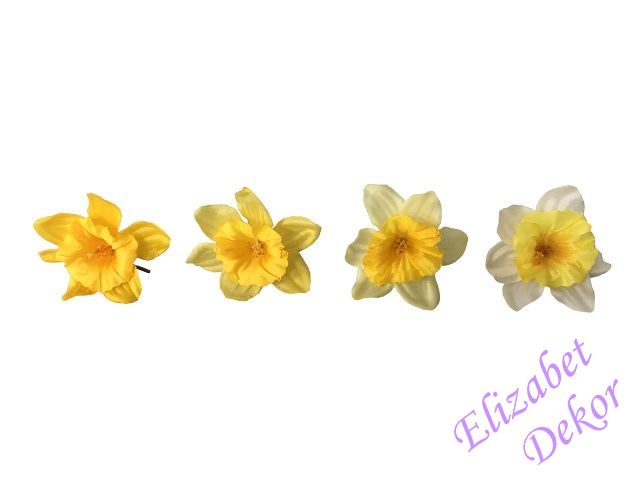 Květ Narcis