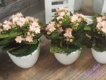 kalanchoe rozkvetlá v květináči