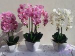 Orchidej latexová v květináči