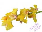 Orchidej Cymbidium - žlutá