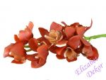 Orchidej Cymbidium - červená