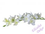 Orchidej Cymbidium - bílé