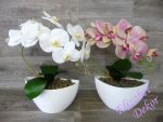 Orchidej v obalu - ohnutý šlahoun