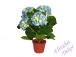 Hortenzie v květináči modrá
