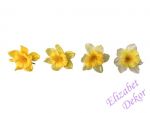 Květ Narcis