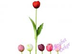 Tulipán latex 1 květ