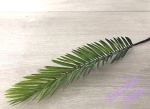Zeleň - Cykas palmový list