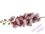 Orchidej smetanová fialové skvrny 105 cm