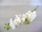 Orchidej dvojitá bílé květy