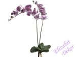 Orchidej fialová dvojitá