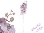 Orchidej fialková se třpytkami