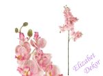 Orchidej růžová 70 cm