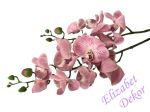 Orchidej růžová latex